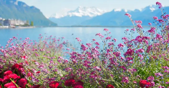 A scenic landscape print featuring a vibrant field of pink and red wildflowers in the foreground, overlooking a calm blue lake with snow-capped mountains in the background.
